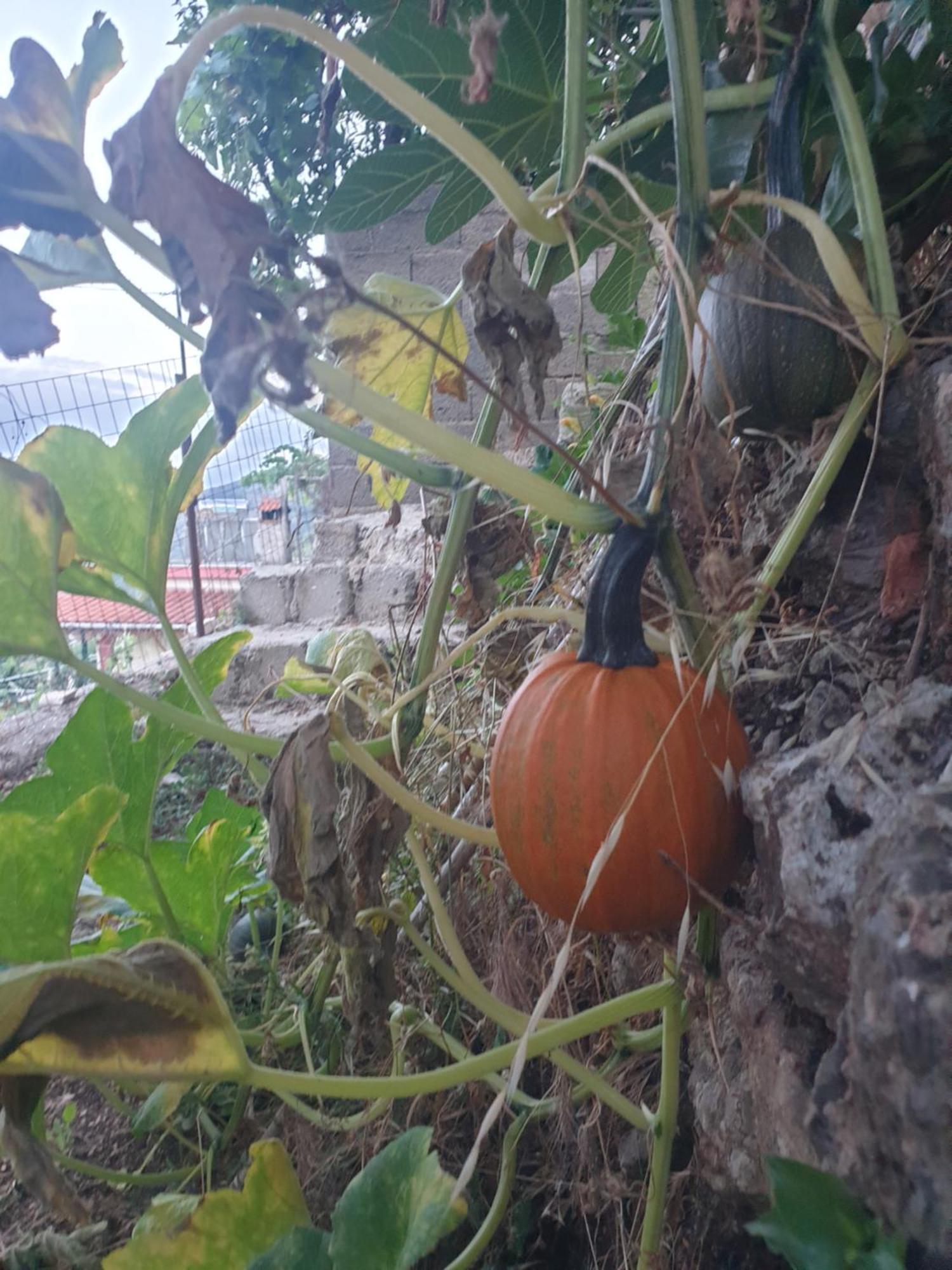 Rosemary House Konuk evi Saranda Dış mekan fotoğraf